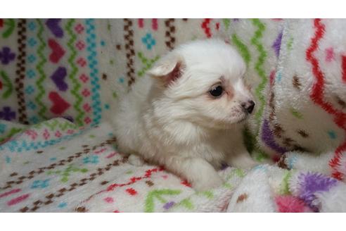 成約済の滋賀県のチワマル:チワワ×マルチーズ-28940の2枚目