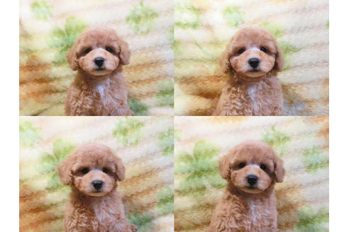 成約済の千葉県のトイプードル-30006の2枚目