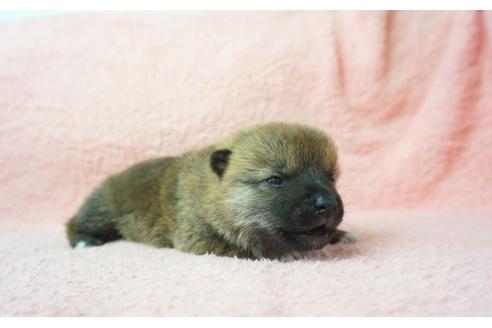 成約済の奈良県の柴犬-30023の5枚目