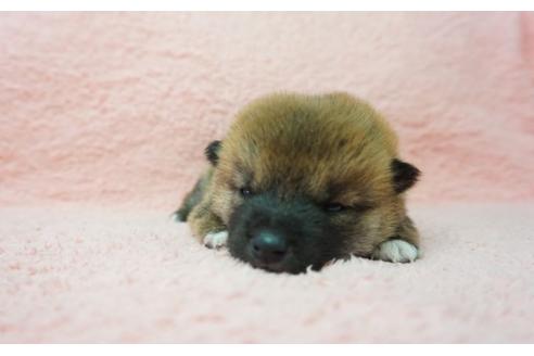 成約済の奈良県の柴犬-30023の1枚目