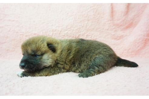 成約済の奈良県の柴犬-30023の3枚目