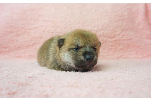 成約済の奈良県の柴犬-30025の5枚目
