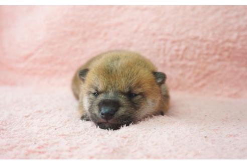 成約済の奈良県の柴犬-30025の2枚目