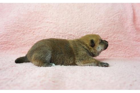 成約済の奈良県の柴犬-30025の3枚目