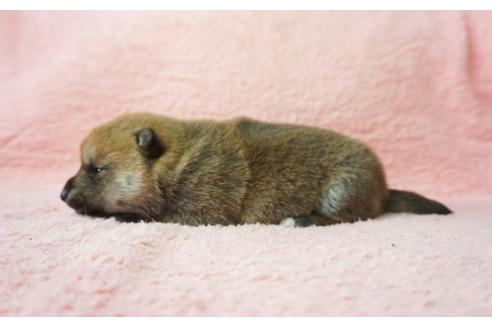 成約済の奈良県の柴犬-30025の4枚目