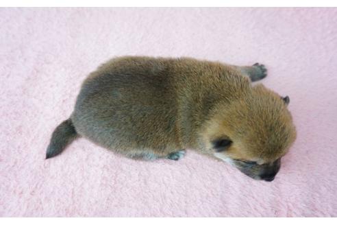 成約済の奈良県の柴犬-30025の1枚目