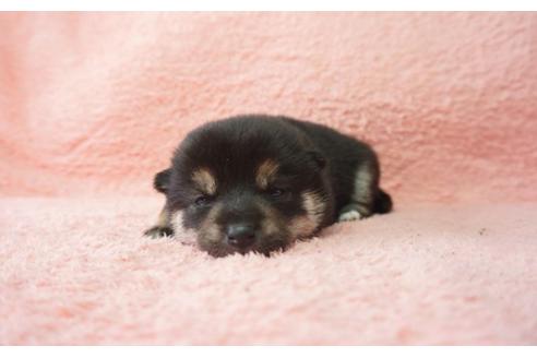 成約済の奈良県の柴犬-30026の2枚目