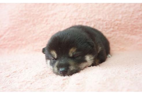 成約済の奈良県の柴犬-30026の3枚目