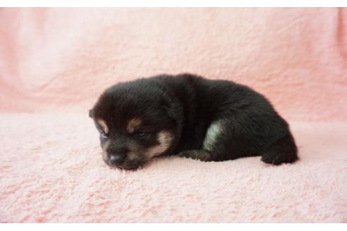 成約済の奈良県の柴犬-30026の4枚目