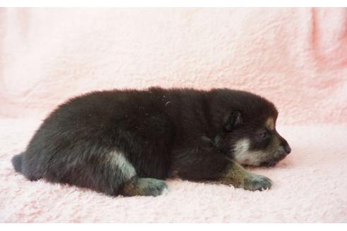 成約済の奈良県の柴犬-30026の5枚目
