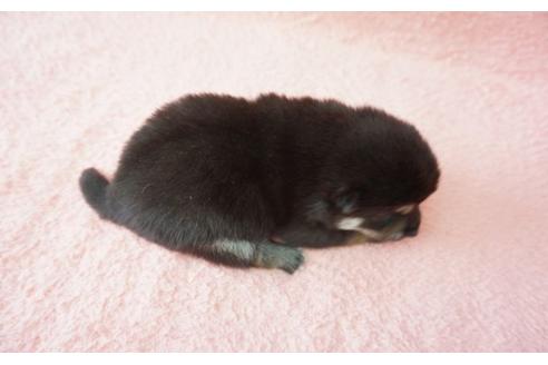 成約済の奈良県の柴犬-30026の1枚目