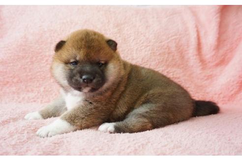 成約済の奈良県の柴犬-30027の2枚目