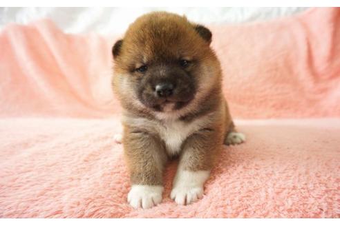 成約済の奈良県の柴犬-30027の3枚目