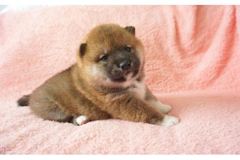 成約済の奈良県の柴犬-30027の4枚目