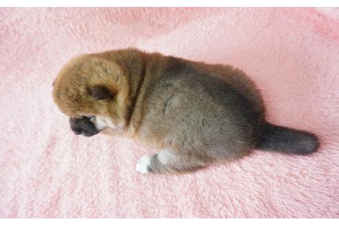 成約済の奈良県の柴犬-30027の5枚目
