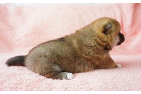 成約済の奈良県の柴犬-30027の1枚目