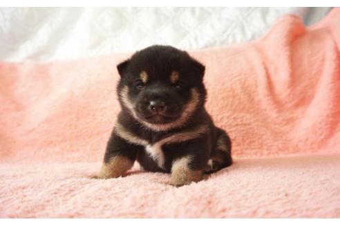 成約済の奈良県の柴犬-30028の1枚目