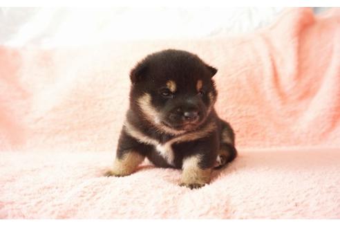 成約済の奈良県の柴犬-30028の2枚目