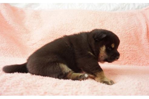 成約済の奈良県の柴犬-30028の3枚目