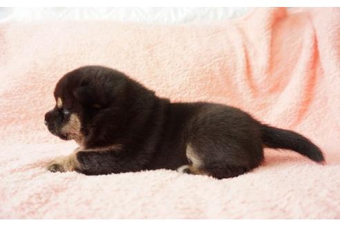 成約済の奈良県の柴犬-30028の4枚目