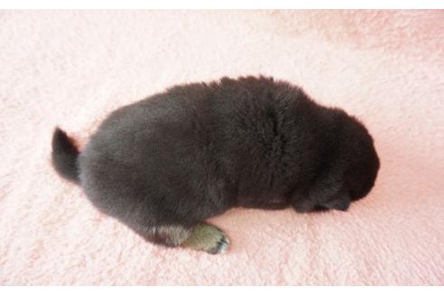 成約済の奈良県の柴犬-30028の5枚目