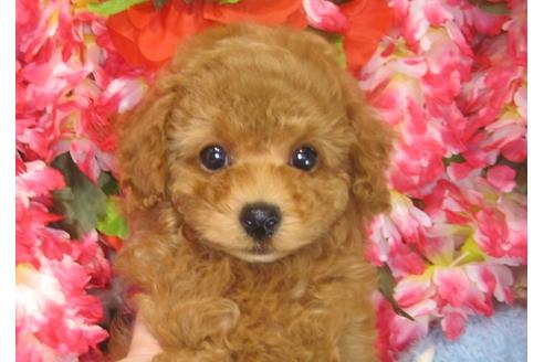 成約済の茨城県のトイプードル-30029の4枚目