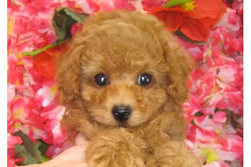 成約済の茨城県のトイプードル-30029の5枚目