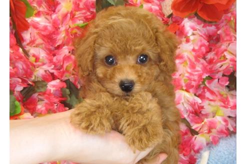 成約済の茨城県のトイプードル-30029の1枚目