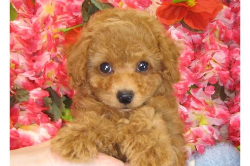 成約済の茨城県のトイプードル-30029の2枚目