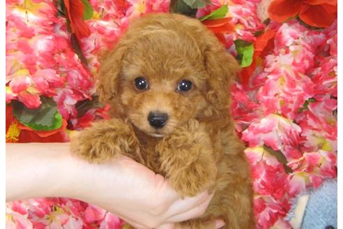 成約済の茨城県のトイプードル-30029の3枚目