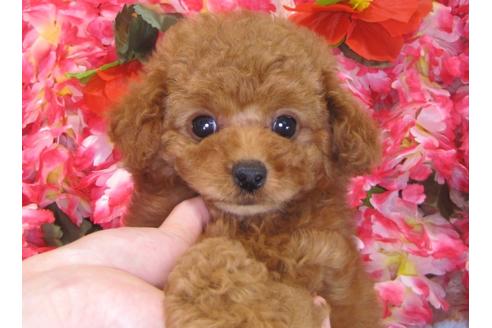 成約済の茨城県のトイプードル-30030の1枚目