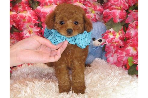 成約済の茨城県のトイプードル-30030の3枚目