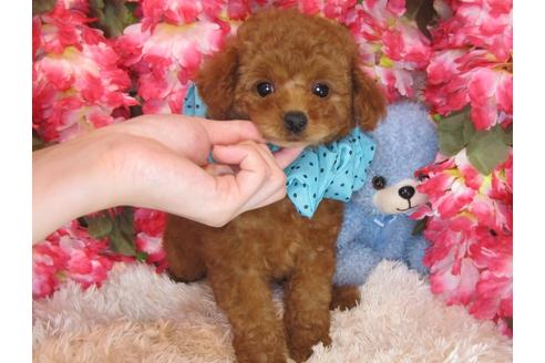 成約済の茨城県のトイプードル-30030の5枚目