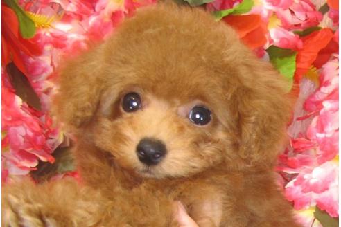 成約済の茨城県のトイプードル-30031の1枚目