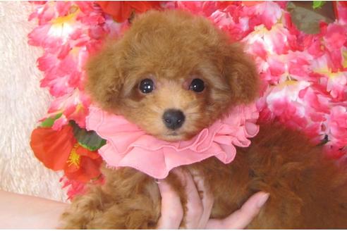 成約済の茨城県のトイプードル-30031の2枚目