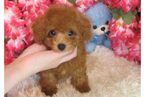 成約済の茨城県のトイプードル-30031の3枚目