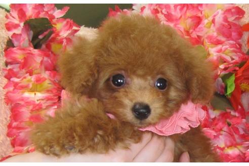 成約済の茨城県のトイプードル-30031の4枚目