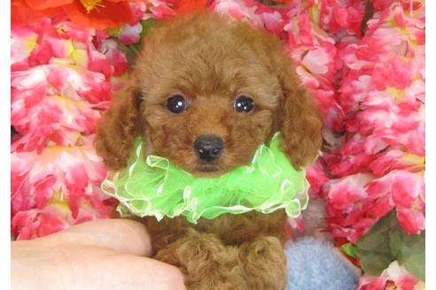 成約済の茨城県のトイプードル-30033の4枚目