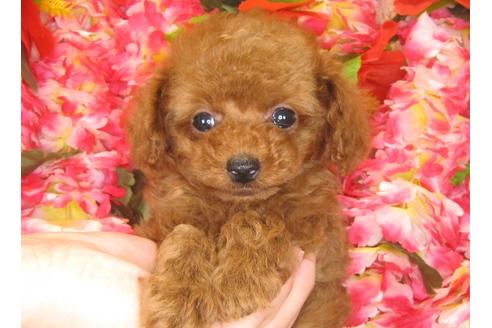 成約済の茨城県のトイプードル-30034の3枚目