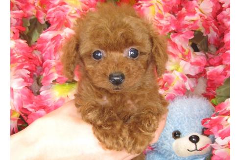 成約済の茨城県のトイプードル-30035の4枚目