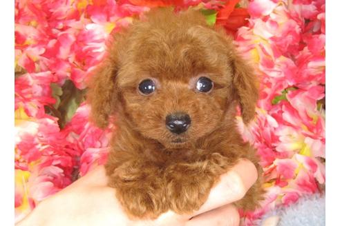 成約済の茨城県のトイプードル-30035の5枚目