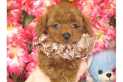 成約済の茨城県のトイプードル-30035の1枚目