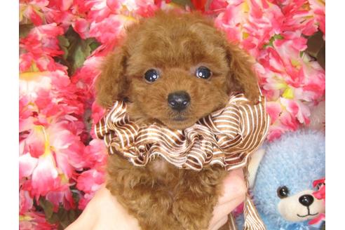 成約済の茨城県のトイプードル-30035の3枚目