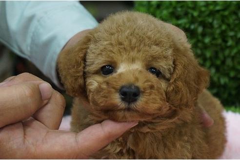 成約済の京都府のトイプードル-30063の5枚目