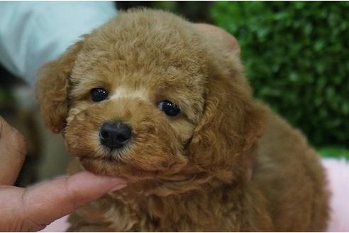 成約済の京都府のトイプードル-30063の4枚目