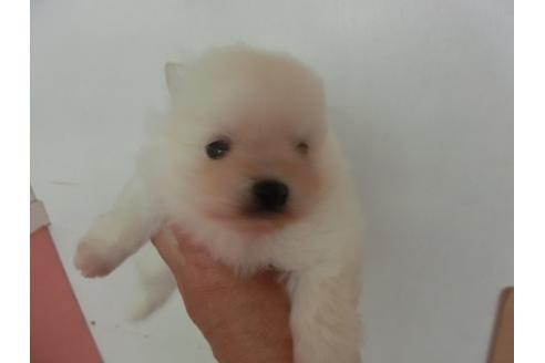 成約済の福岡県のポメラニアン-29128の4枚目