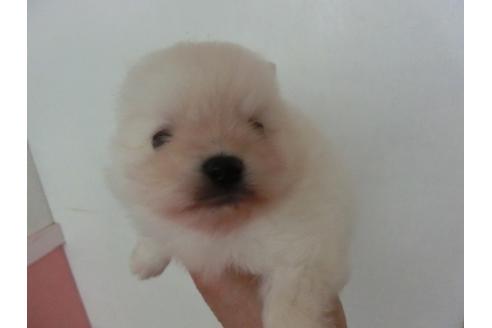 成約済の福岡県のポメラニアン-29128の5枚目