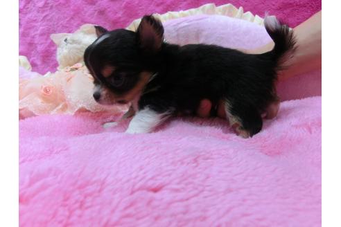 成約済の京都府のチワワ-30067の2枚目