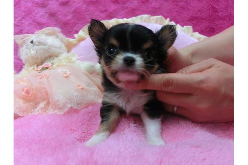 成約済の京都府のチワワ-30067の3枚目