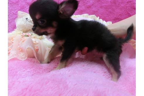 成約済の京都府のチワワ-30068の3枚目